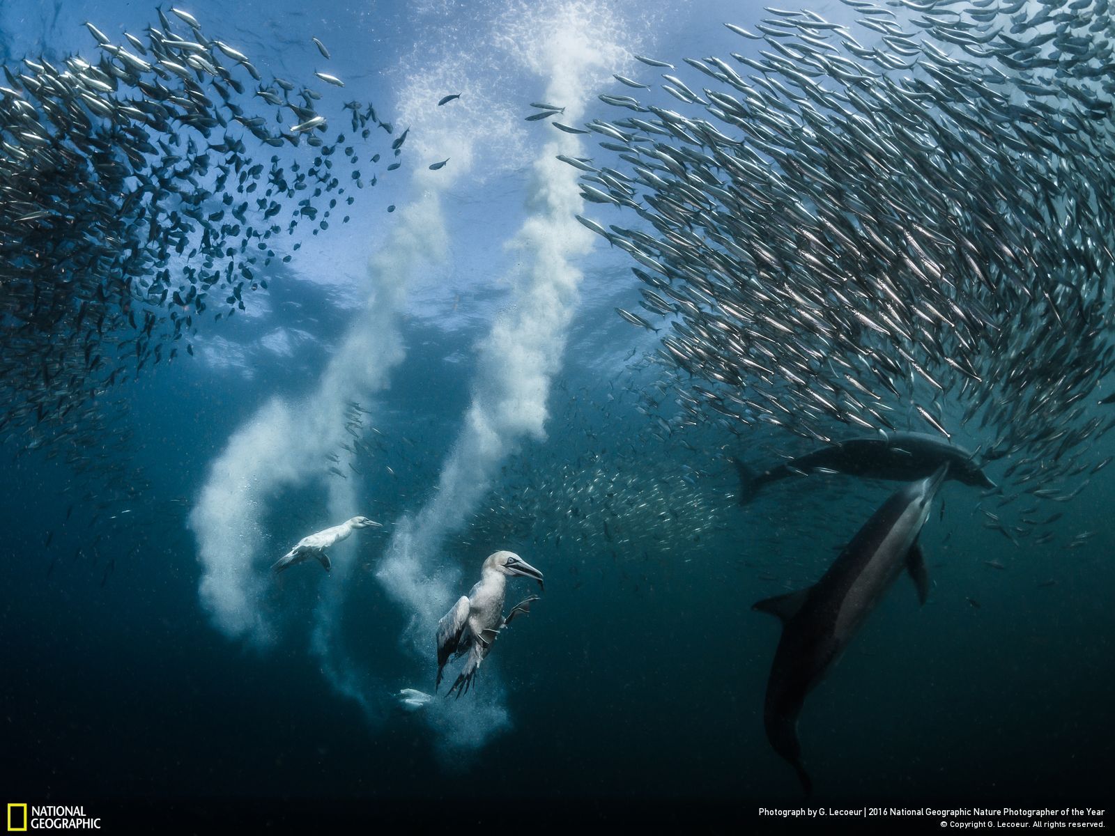sardine-run-Lecoeur-national-geographic-photo-contest